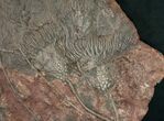 Large x Scyphocrinites Crinoid Plate - Morocco #10466-3